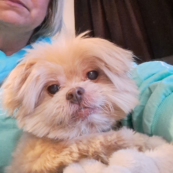 Meet your Posher, Donna - Picture 3 of 3